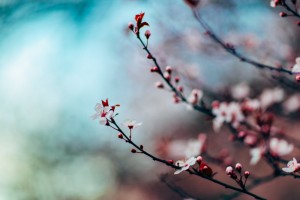 Blossoms of a Cherry Tree