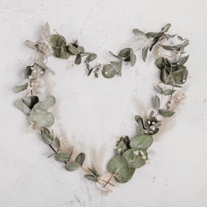 Heart shaped eucalyptus Leaves