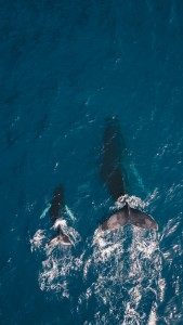 Mother Whale with Calf