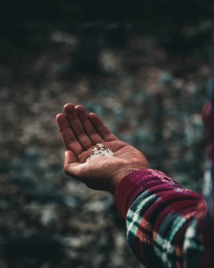 A hand holding seeds in plaid