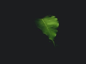 A Leaf Growing with Life