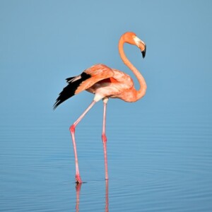 A Flamingo Standing in Water