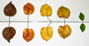 Aging Leaves