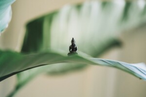 Small Idol on a Leaf