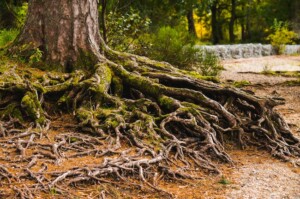 Tree Roots Over Ground