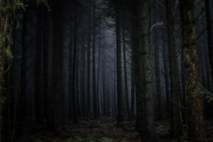 A Dark Forest