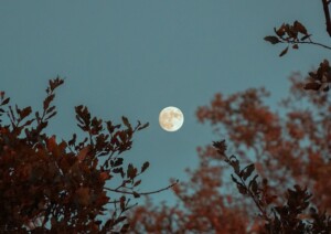Full Moon in the Forest