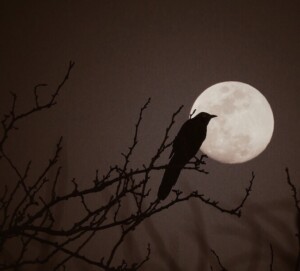A Full Moon with a Raven in Front on a Branch
