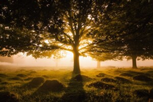 Sun Rising in a Foggy morning behind a tree