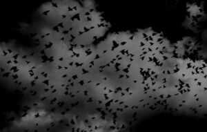Dark Sky with Crows