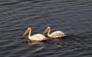 Storks Swimming as a Couple