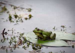 Frog on a Lily Pad
