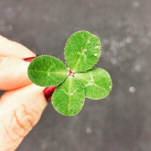 A 4 Leaf Clover Good Luck Charm