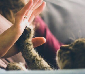 Touching Moment with a Cat