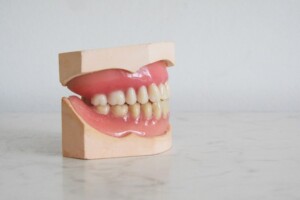A Model of Teeth in a Mouth