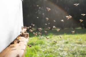 Bees Flying into a Hive