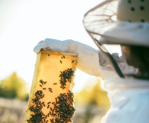Holding a Bee Hive with Gloves