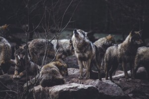 A Pack of Wolves