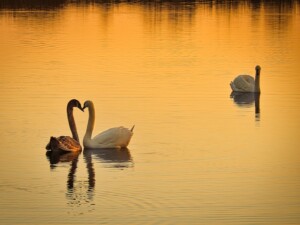 Swans Nuzzling Each other