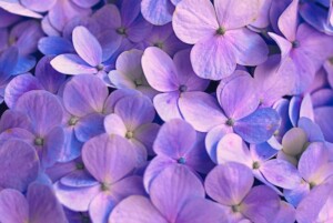 Purple Flowers