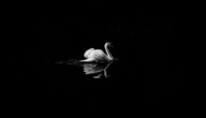 Black Lake with a Swan
