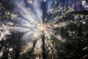 Sun Shining Through the Trees