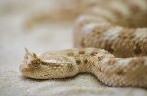 Resurrecting a dead snake