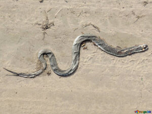 Dead Snake in House