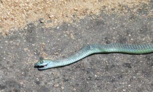 Dead Green Snake