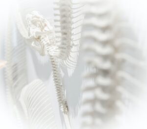 A Snake Skeleton
