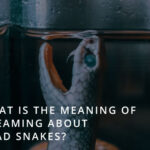 What does it mean to dream about dead snakes?