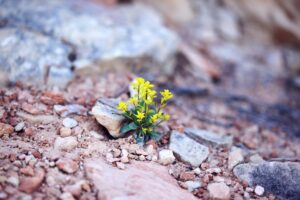 Flower Growing in the Rock