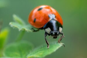 Ladybug Close Up