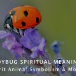 Ladybug Spiritual Meaning