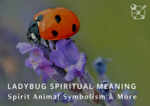 Ladybug Spiritual Meaning