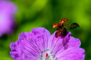 Ladybug lifting off a Petal
