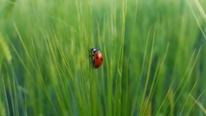 Ladybug in the Grass
