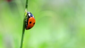 Ladybug on a Tall Piece of Grass