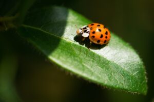 A Ladybug on a Leaf