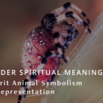 Spider Spiritual Meaning