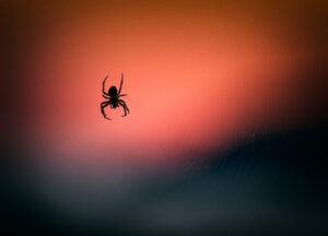 Spider at Sunset