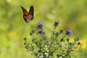 Butterfly Landing on Flower