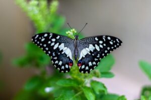 Butterfly on Green Plant