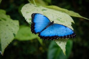 Butterfly Sitting on Leaf
