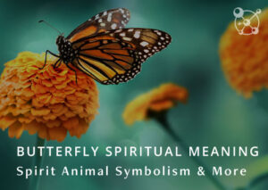 Butterfly Spiritual Meaning