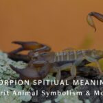 Scorpion Spiritual Meaning