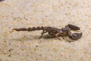Scorpion in the Sand