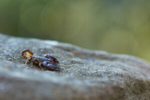 A Scorpion on a Rock