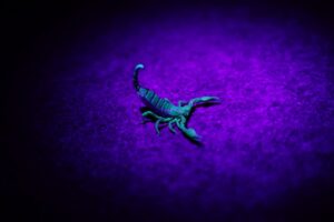 UV Black Light Scorpion