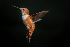 A Brown Hummingbird in Flight